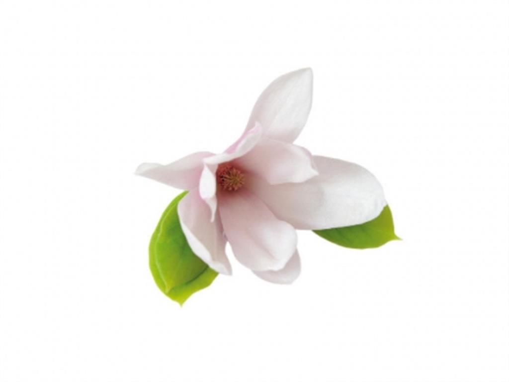 PAVONI AUSSTECHER & BLÜTENVEINER MAGNOLIE – Bild 3