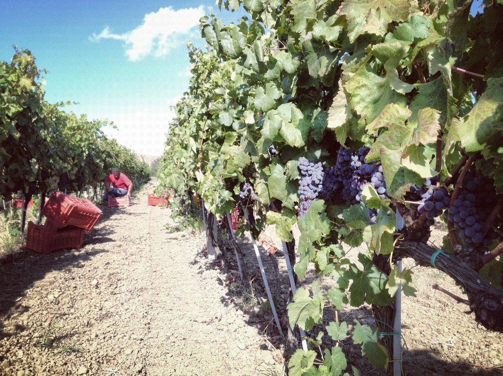 Ciro Bianco 2019 DOC Cantine Vincenzo Ippolito Kalabrien Italien – Bild 4